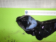 Saccopharynx ampullaceus