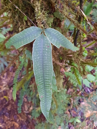 Selliguea albidosquamata observed 2023-07-15