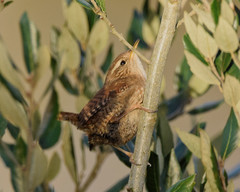 Troglodytes troglodytes