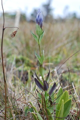Gentiana sceptrum