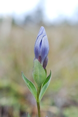 Gentiana sceptrum