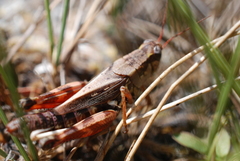Melanoplus fasciatus