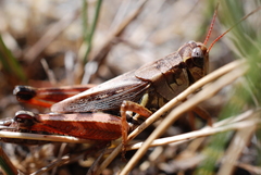 Melanoplus fasciatus