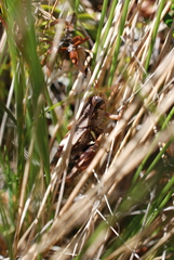Melanoplus fasciatus