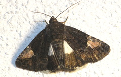 Aedia funesta