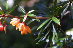 Berberis trigona