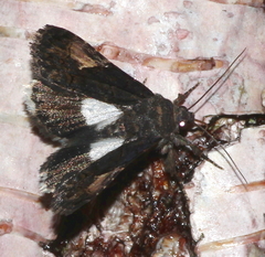Aedia funesta