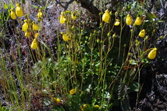Calceolaria biflora
