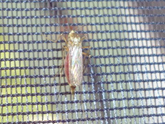 Ochlerotatus