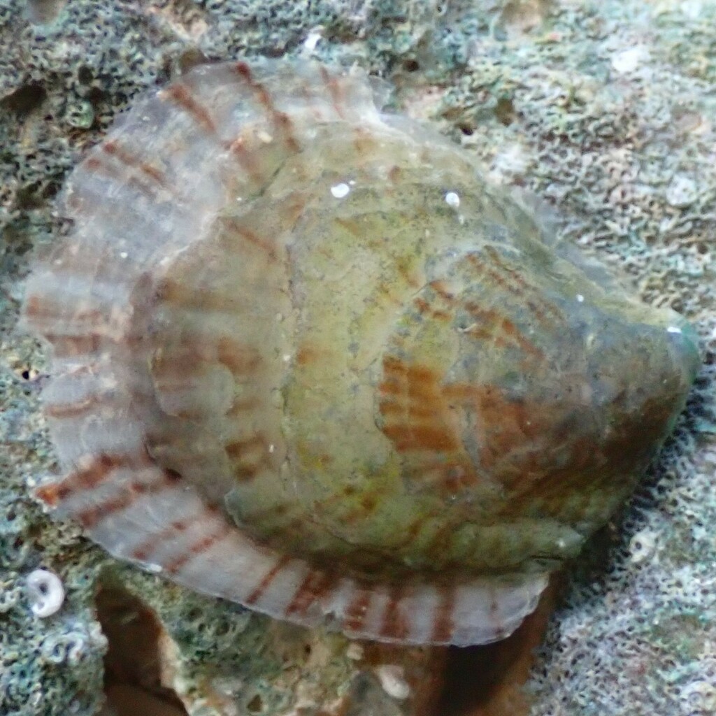 Brown Purse Shell