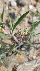Lepidium nitidum