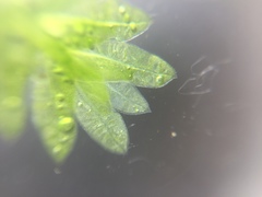 Fissidens dubius