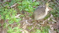 Rattus norvegicus image