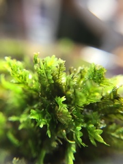 Fissidens dubius