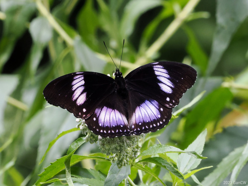 Hypolimnas diomea