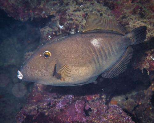 Barred filefish (Cantherhines dumerilii) — Monacanthidae — 4