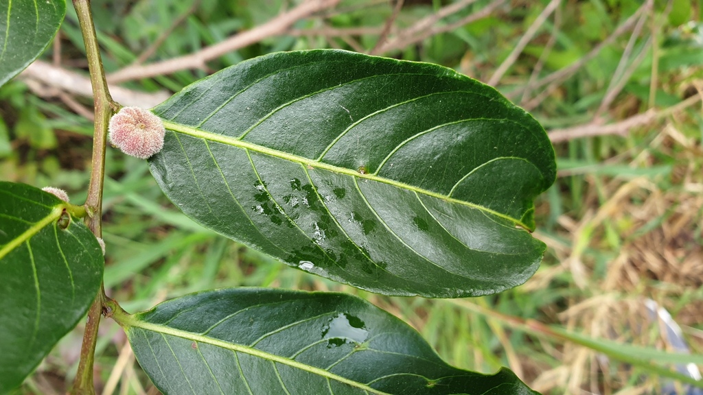 umbrella cheese tree from Brisbane QLD, Australia on July 12, 2023 at