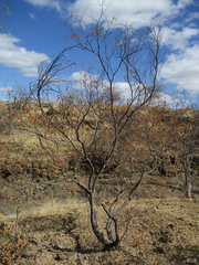 Croton gratissimus image