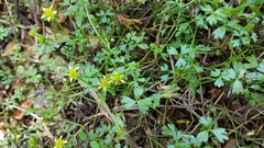 Ranunculus amphitrichus