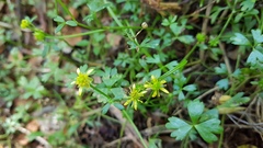 Ranunculus amphitrichus