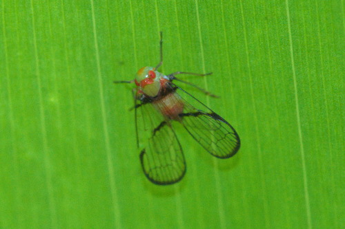 Pseudoparicana