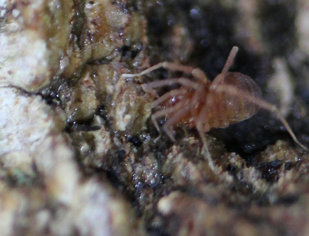 Erebomaster acanthinus