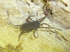 Trogulus tricarinatus