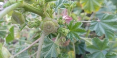 Malva