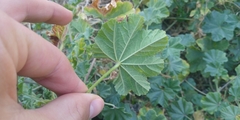 Malva