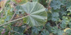 Malva