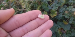 Malva