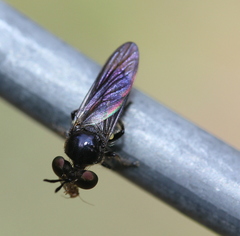 Cerotainia