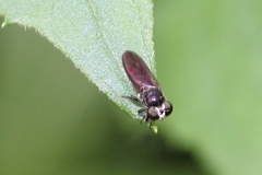 Cerotainia