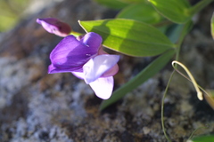 Lathyrus subandinus