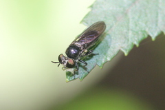 Cerotainia macrocera