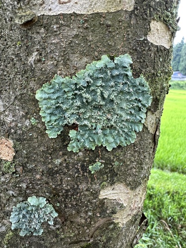 観察された菌類