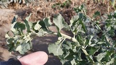 Atriplex lentiformis lentiformis