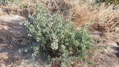 Atriplex lentiformis lentiformis