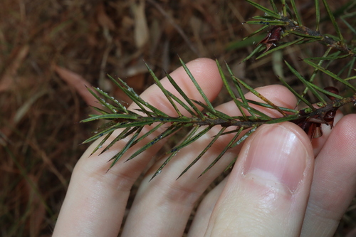 Image of Daviesia acicularis by (c) Thomas Mesaglio, some rights reserved (CC BY)