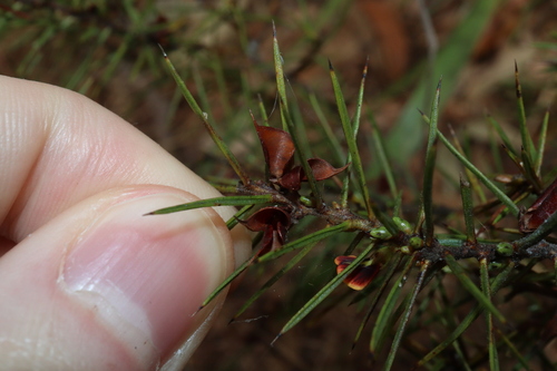 Image of Daviesia acicularis by (c) Thomas Mesaglio, some rights reserved (CC BY)