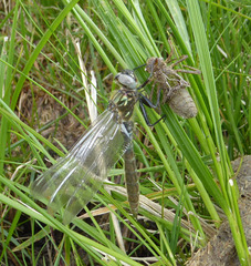Somatochlora alpestris