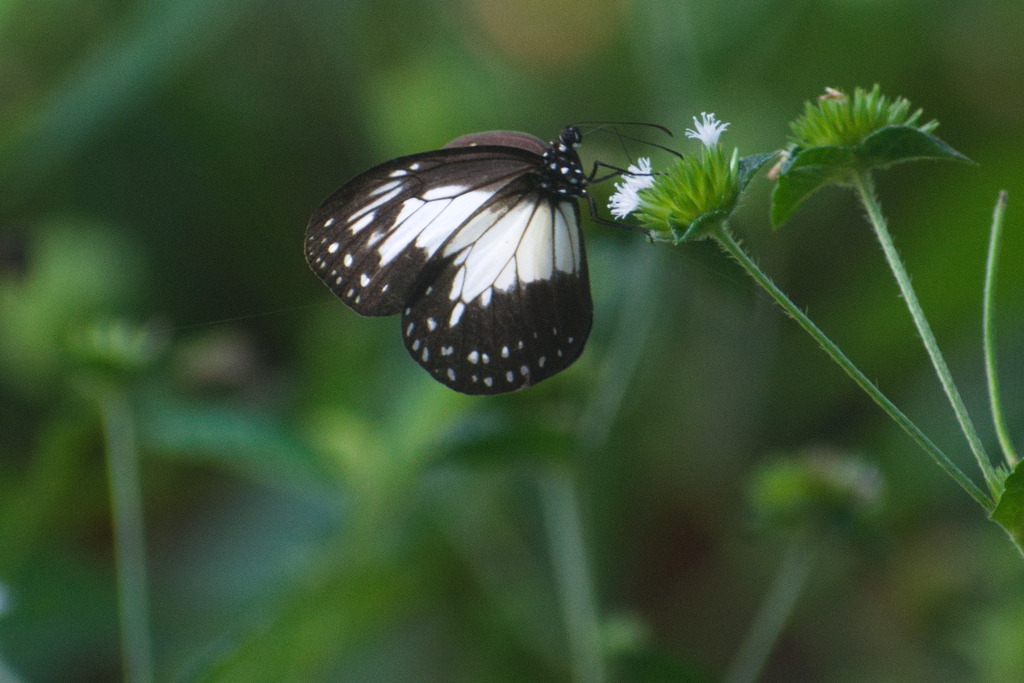 Parantica kirbyi