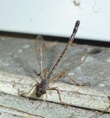 Leptogaster