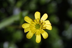 Ranunculus peduncularis