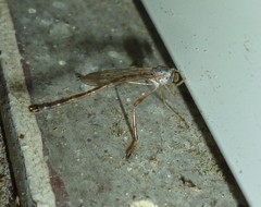 Leptogaster