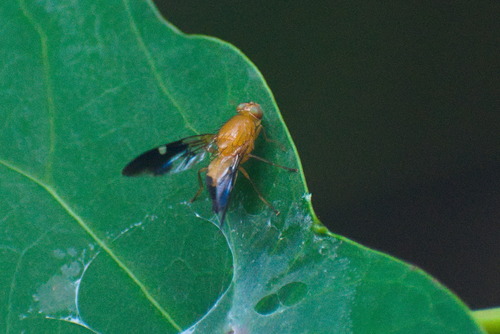 Themaroides quadrifera
