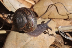 Helminthoglypta traskii