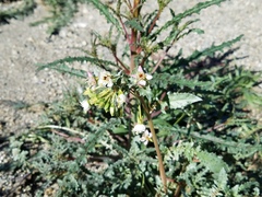 Chylismia claviformis integrior