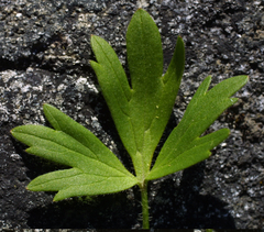 Ranunculus peduncularis