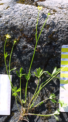 Ranunculus peduncularis